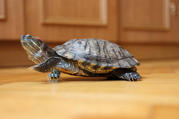 istock People care for and play with a pet red-eared turtle. 2206670671