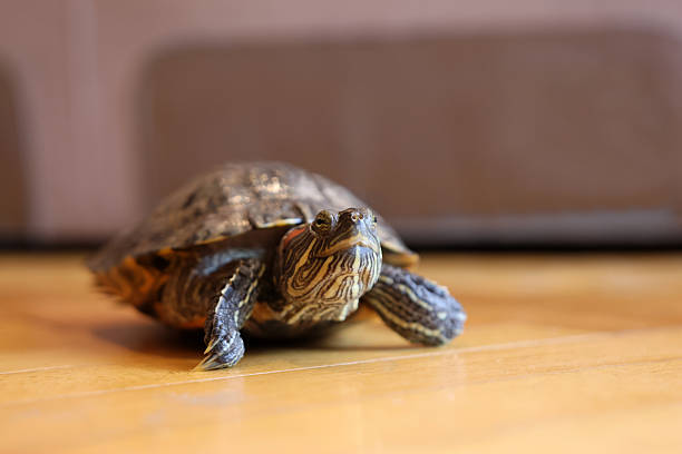 istock People care for and play with a pet red-eared turtle. 2206670693