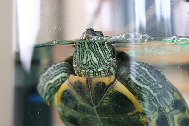 istock People care for and play with a pet red-eared turtle. 2206670708