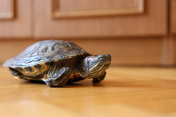 istock People care for and play with a pet red-eared turtle. 2206670770
