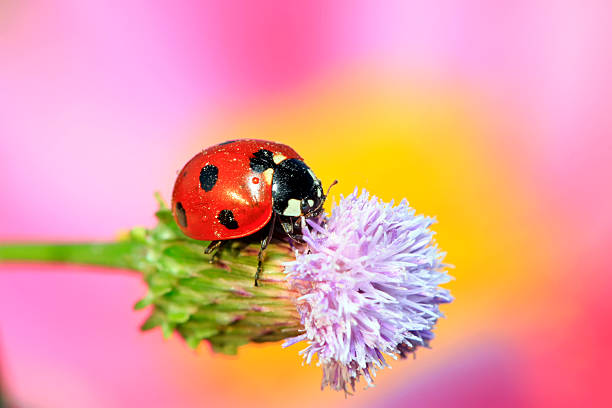 coccinella septempunctata in flowers