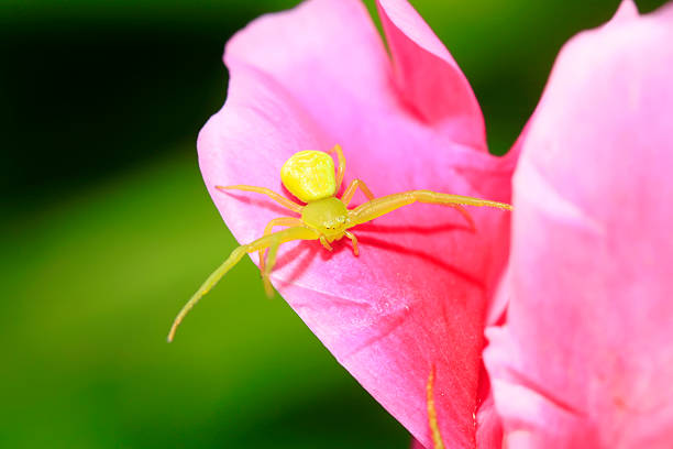 green crab spiders on red flowers, closeup of photo