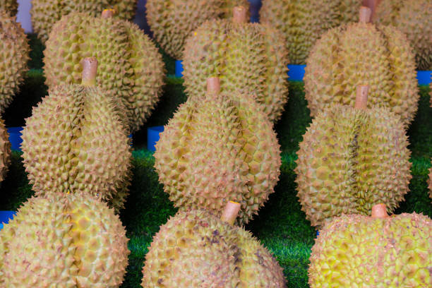 Stacked thai durian fruits