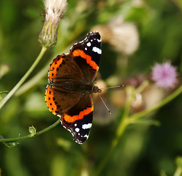 istock Red admiral or, previously, the red admirable (Vanessa atalanta) on a burdock flower in autumn. 2206671904