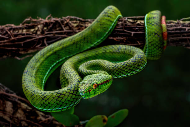 A green tree python taking a little snooze