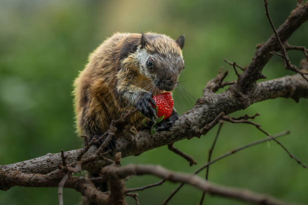 Oriental giant squirrel, Black giant squirrel