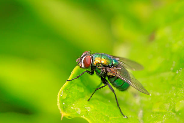 Beautiful metallic blue Lucilia sp. fly  (Kinbae) sucking nectar from a yellow Tall goldenrod flower (Outdoor field closeup macro photography)