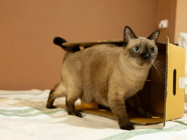Brown cats are mammals that are popular as companions.