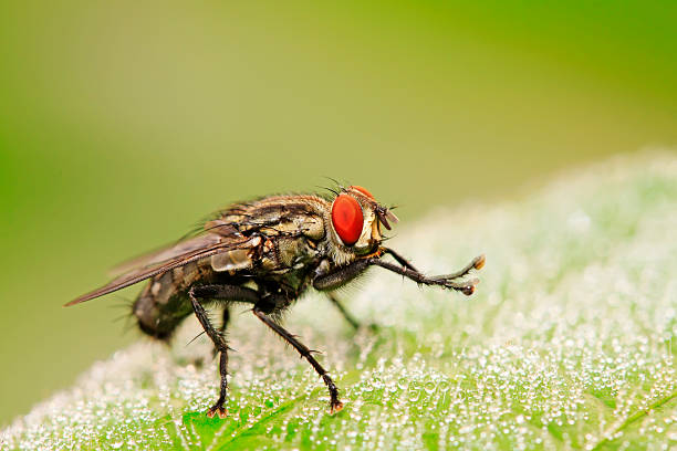 istock tachina fly on plant 2206672500