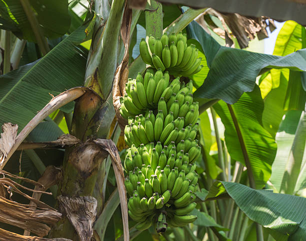 istock Growing bananas on a banana tree 2206672670