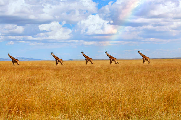 istock Maasaii Mara  national reserve, savanah, giraffes 2206672693