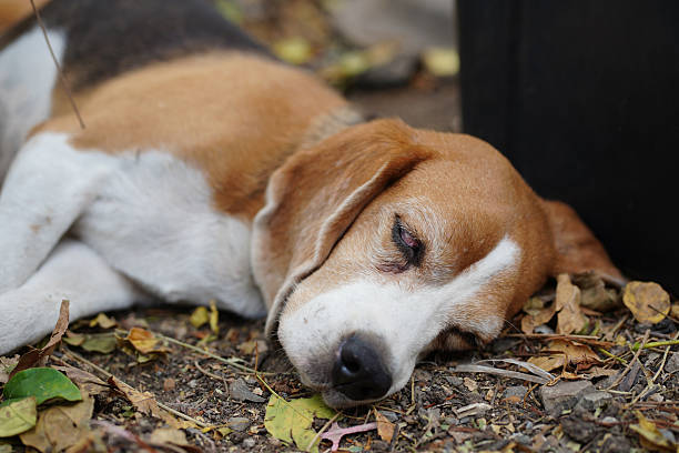 istock Resting Beagle Dog Lying on Autumn Leaves in a Peaceful Outdoor Setting 2206675269