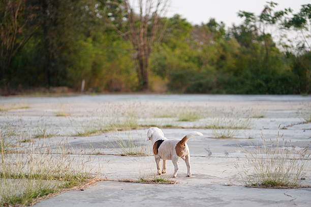 Beagle Dog Standing on Concrete Surface in Open Outdoor Area Near Forest