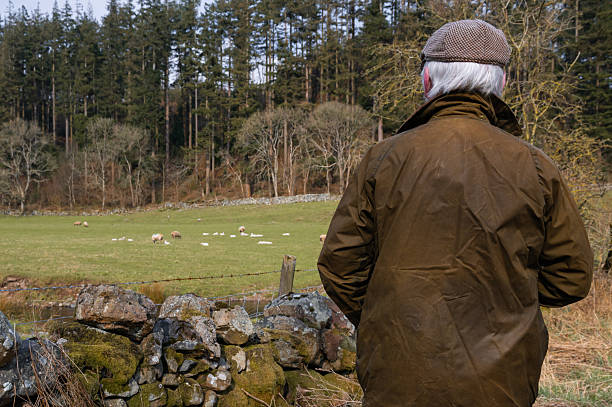 istock Senior man looking at sheep and lambs in a field 2206675702