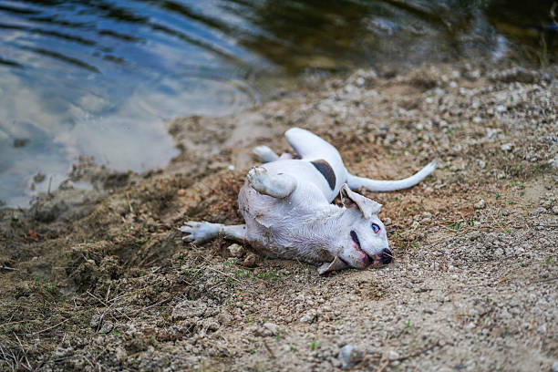 Playful White Beagle Dog Rolling on Sandy Lakeside Ground by the Water Edge