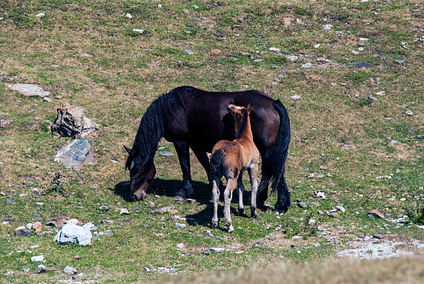 A foal and its mother, grazing in the Catalan Pyrenees.