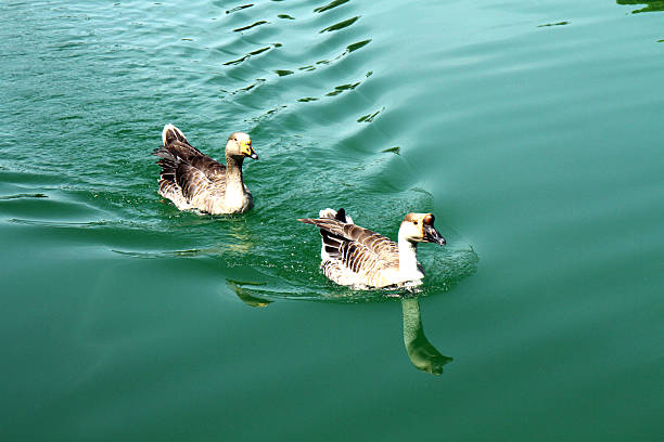 Two geese gracefully swimming in a calm green body of water, creating gentle ripples. The birds appear relaxed and natural, reflecting the beauty of wildlife in their aquatic habitat.