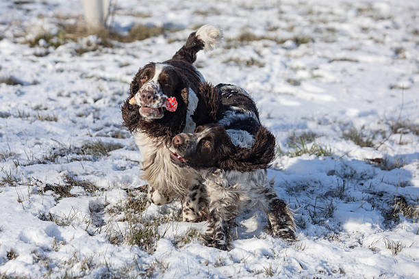 istock English Springer Spaniel Walking in a Snowy Field 2206679059