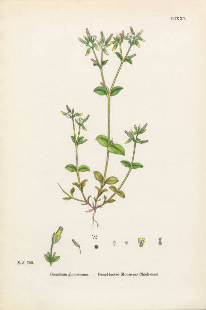 istock Antique Engraved and Hand-Colored Victorian Botanical Illustration, 1863 2206679237