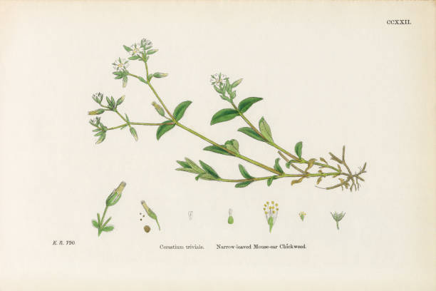 istock Antique Engraved and Hand-Colored Victorian Botanical Illustration, 1863 2206679882