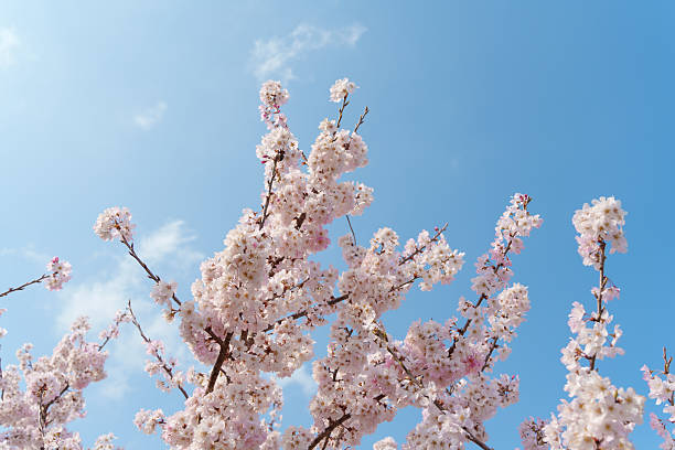 istock Blue sky and pink cherry blossoms (Harumeki Cherry Blossom/ Ashigara-zakura, a species endemic to Minami-Ashigara City, Kanagawa, Japan) 2206680102