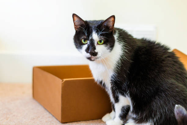 istock Curious pet cat with cardboard box at home 2206680925