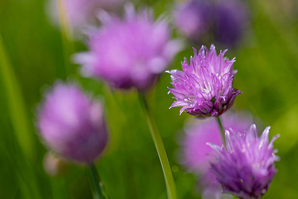 Close-up of chive blossoms Allium schoenoprasum) with others in blurred foreground and background