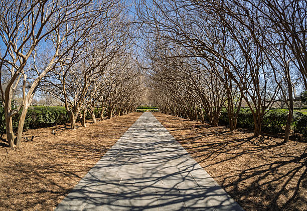 A symmetrical winter path leads the eye through trimmed trees at the Dallas Arboretum on a bright day.