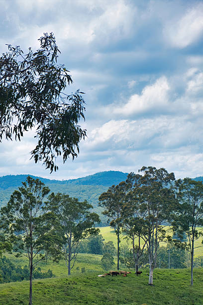 istock Meadow with cattle in forested hills in the Hunter Region, Australia 2206681479