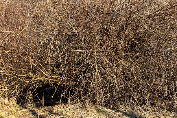 The photograph shows a dense bush with leafless branches intertwined with each other. The branches have a brown-golden hue, creating a textured and complex visual image.