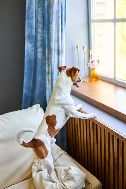 istock Cute dog Jack russel terrier standing on two legs 2206683165