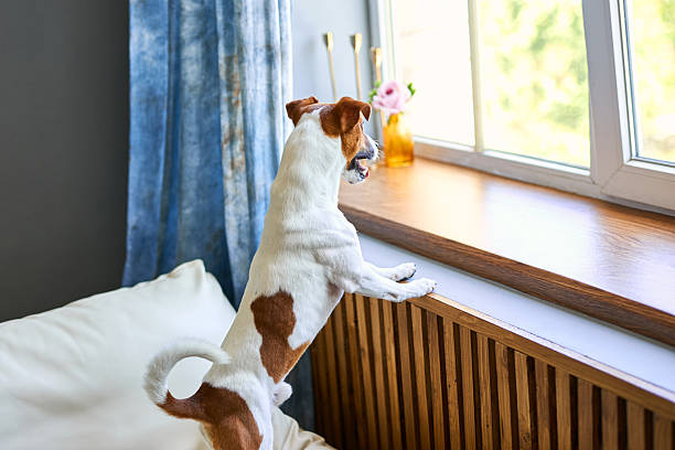 istock Cute dog Jack russel terrier standing on two legs 2206683204
