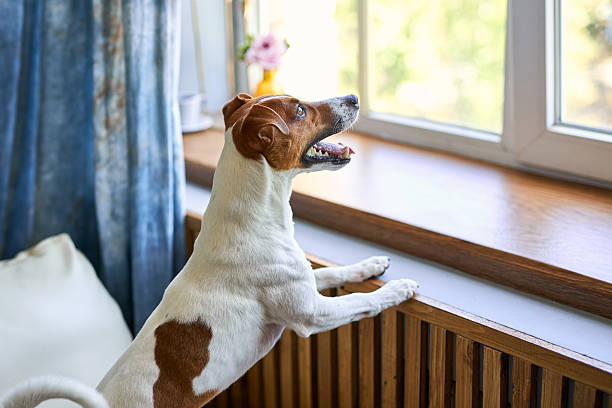 istock Cute dog Jack russel terrier standing on two legs 2206683281