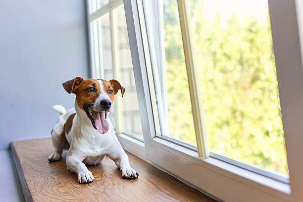 istock Smiling Jack Russell Terrier lies on windowsill. 2206683442