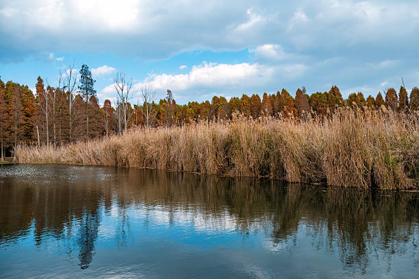 Free picture: wetland, swamp, lake, reflection, landscape, forest ...