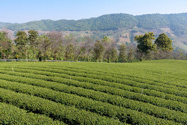 istock Green tea plantations in Thailand 2206683658