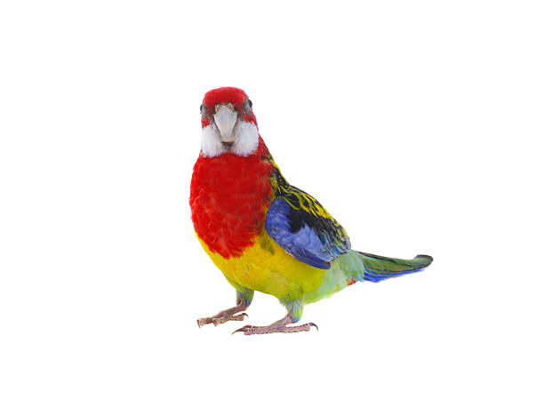 istock parrot Rosella parrot isolated on white background 2206683699