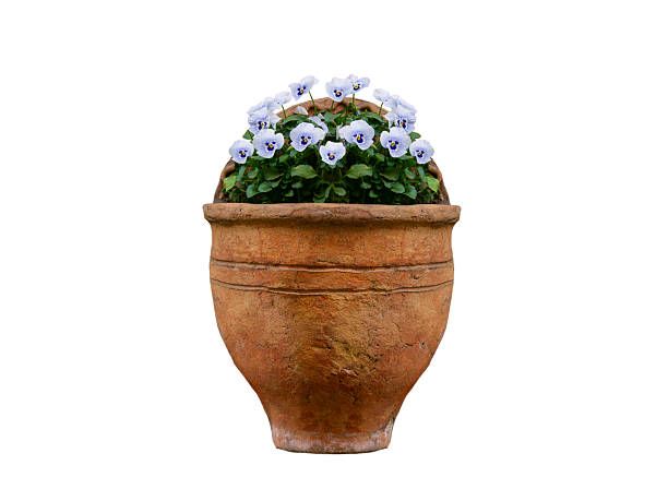 Stock photo shows bright purple and yellow pansies in terracotta flower pots create a striking display of color. The vibrant flowers are in full bloom, adding a cheerful and lively touch to any outdoor garden