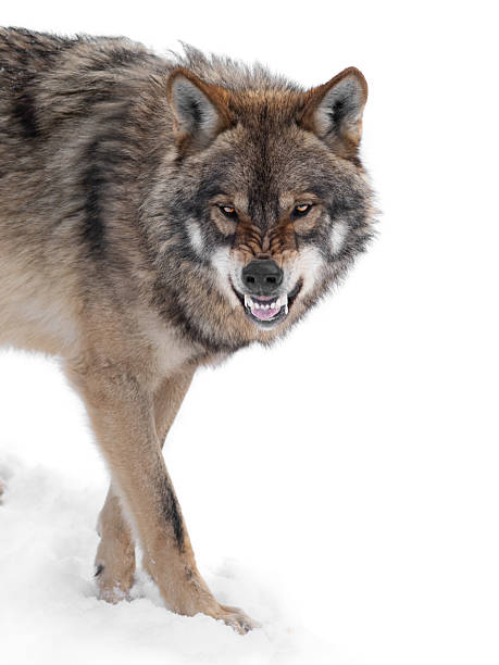istock gray wolf with a grin is isolated on a white background. 2206683752