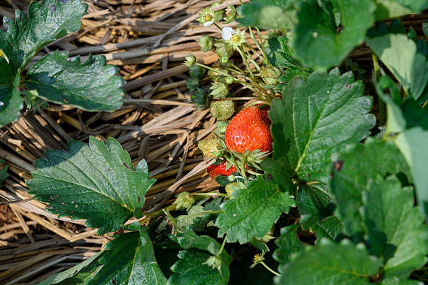 ripe red strawberries growing in green grass close-up