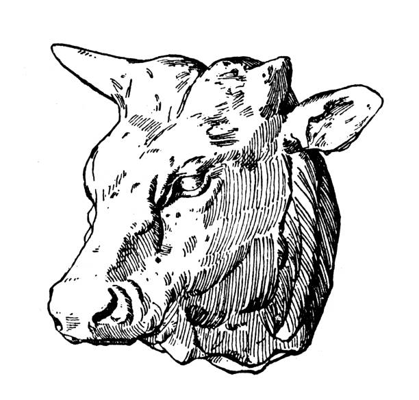 Ox head - Animals and Mythology Ornament, Decoration, Design Element