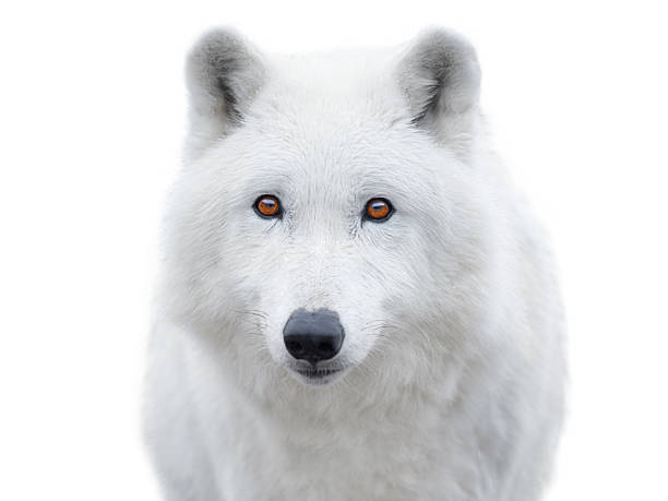 istock polar wolf portrait isolated on white background 2206683859