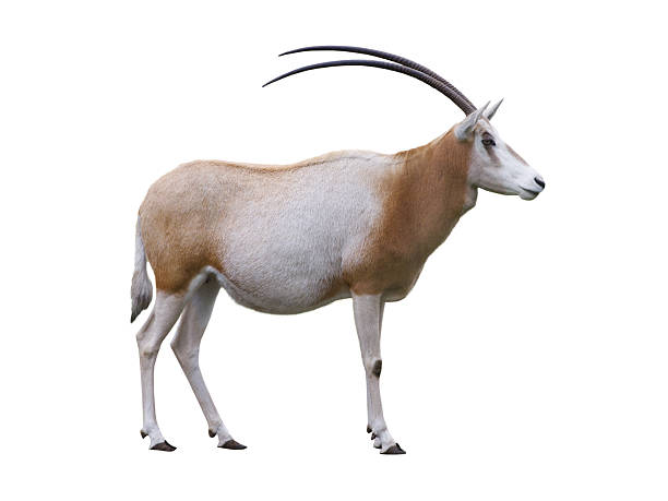 istock scimitar horned olyx isolated on white background 2206683934