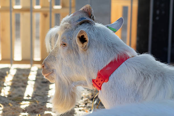 istock Purebred white goat on the farm 2206684369