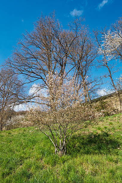istock Awakening of nature 2206684527