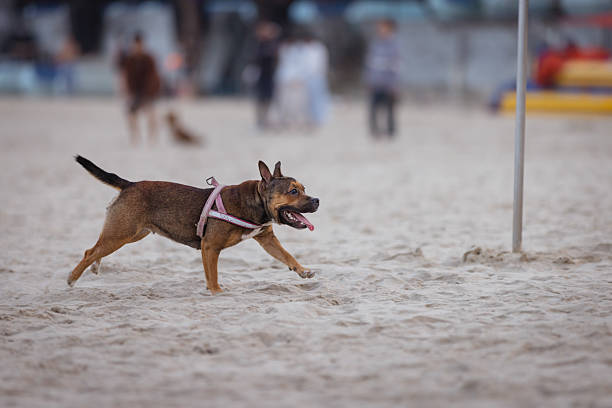 Brown domestic dog is running on sands at the beach.\nDa Nang - Vietnam.
