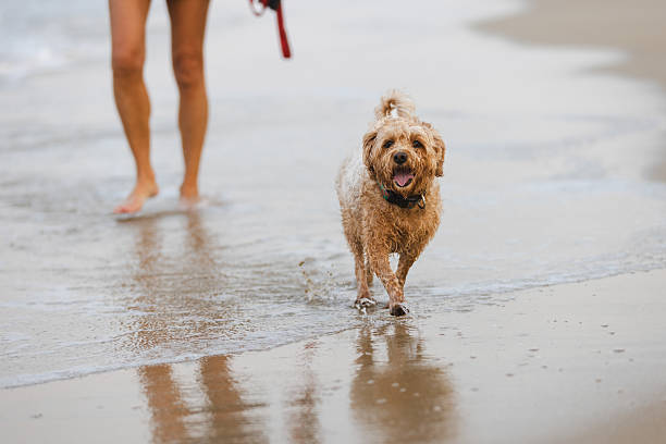 Brown domestic dog is walking on sands with owner at the beach.\nDa Nang - Vietnam.