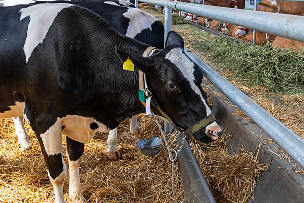 istock Domesticated cow in farm stall 2206686831