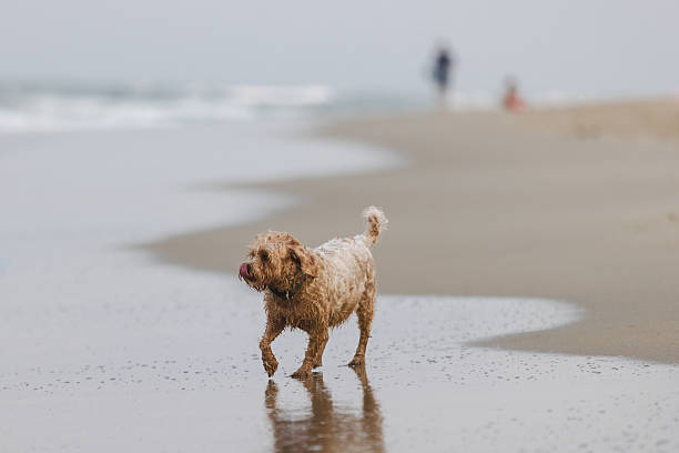 Brown domestic dog is walking on sands at the beach.Da Nang - Vietnam.