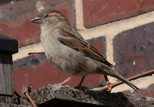 istock A Sparrow perched outside a house 2206687479
